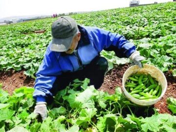 «نجات آب» ــ ۴۶ | ترویج بسته‌های تکنولوژی به زبان محلی در روستاها