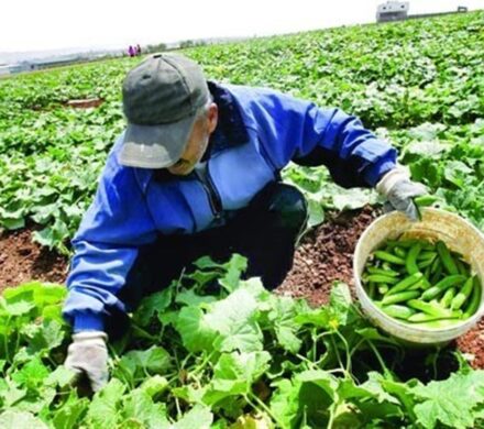 «نجات آب» ــ ۴۶ | ترویج بسته‌های تکنولوژی به زبان محلی در روستاها