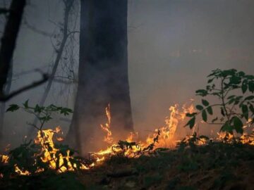 جنگل‌ها زیر فشار کم‌آبی و سوء‌مدیریت / عامل ۹۰ درصد آتش‌سوزی‌ها انسانی است