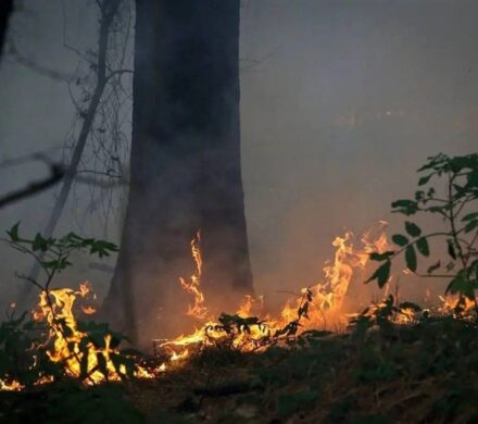 جنگل‌ها زیر فشار کم‌آبی و سوء‌مدیریت / عامل ۹۰ درصد آتش‌سوزی‌ها انسانی است