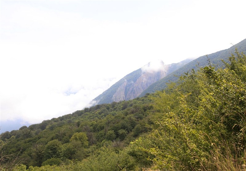 اخبار استان گلستان , نظام مسائل استان گلستان , جنگل های هیرکانی , نظام مسائل استان ,