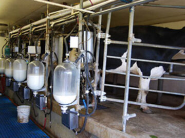 صفری: دامداران قائمشهر ۱۸۶ تن شیر تولید کردند