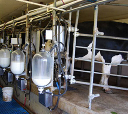 صفری: دامداران قائمشهر ۱۸۶ تن شیر تولید کردند