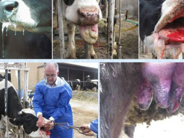 استفاده از فناوری هوش مصنوعی در کنترل بیماری تب برفکی