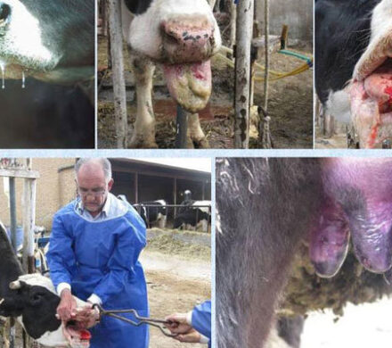 استفاده از فناوری هوش مصنوعی در کنترل بیماری تب برفکی