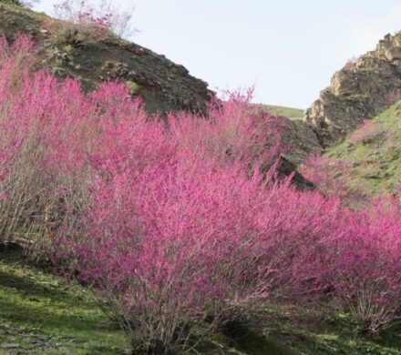 بازدید استاندار ایلام از طرح های گردشگری استان