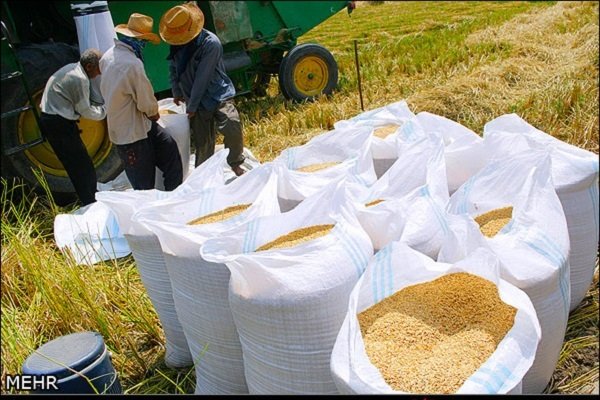 کشف محموله شلتوک های قاچاق در ایذه