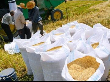 کشف محموله شلتوک های قاچاق در ایذه