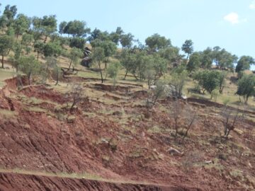 فرسایش و شوری خاک در گلستان؛ تهدیدی جدی برای امنیت غذایی