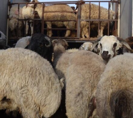 کشف یک هزار راس گوسفند فاقد مجوز و دستگیری ۱۰ نفر قاچاقچی در فارس