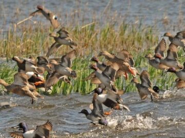آذربایجان غربی بهشت پرندگان؛ اکوتوریسمی که غفلت می شود