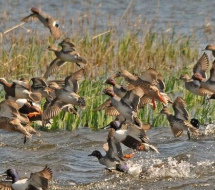 آذربایجان غربی بهشت پرندگان؛ اکوتوریسمی که غفلت می شود