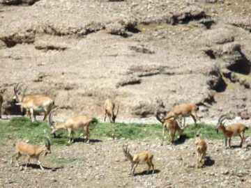 کشاورز خیر برای حیات‌وحش موته علوفه اهدا کرد