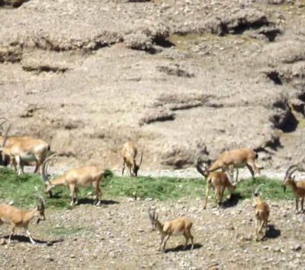 کشاورز خیر برای حیاتوحش موته علوفه اهدا کرد