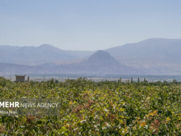 خشک شدن دریاچه ارومیه؛ از تغییر الگوی کشت تا مقاوم سازی اقتصاد کشاورزی