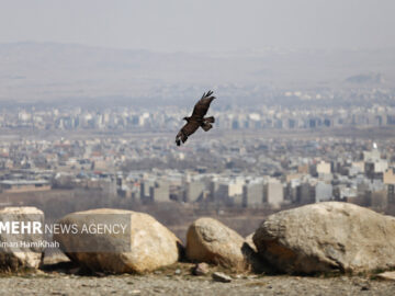 نجات پرنده شکاری از دست یک شکارچی در ایست و بازرسی پارسیان