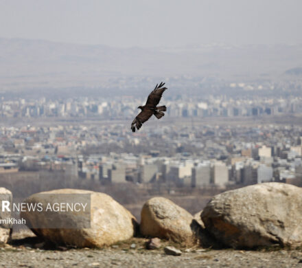 نجات پرنده شکاری از دست یک شکارچی در ایست و بازرسی پارسیان