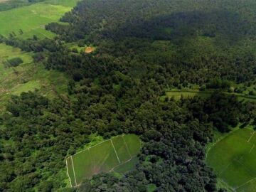 چین آن‌قدر درخت کاشته که نقشه توزیع آب کشور دگرگون شده است