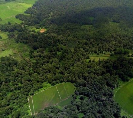 چین آن‌قدر درخت کاشته که نقشه توزیع آب کشور دگرگون شده است