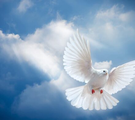 مادر شهیدان پور انوری آسمانی شد