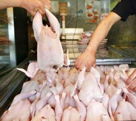 اصغری: تولید گوشت مرغ در آذربایجان‌غربی در وضعیت مطلوب قرار دارد