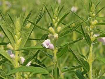 اینفوگرافیک؛ دلگان قطب تولید کنجد در سیستان و بلوچستان