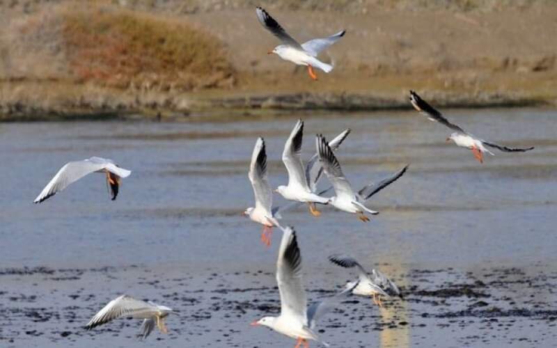 آذربایجان غربی بهشت پرندگان؛ اکوتوریسمی که غفلت می شود
