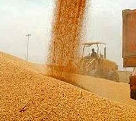 زمانی: ۳ هزار تن گندم خارجی به استان زنجان تخصیص یافت