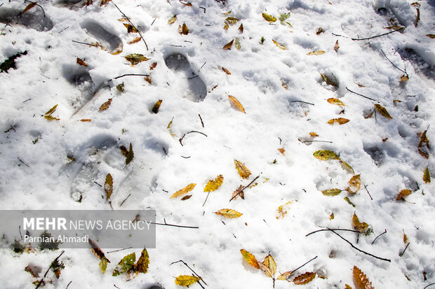 تصاویری از برف پاییزی در شهرستان درگز