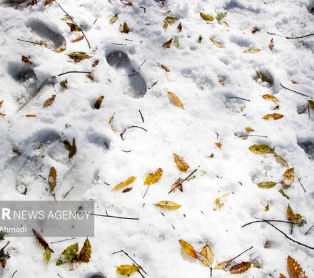 تصاویری از برف پاییزی در شهرستان درگز