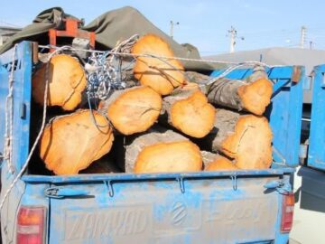 نعمتی: بیش از ۵ تن چوب قاچاق در تبریز کشف شد