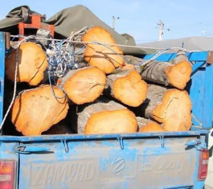 نعمتی: بیش از ۵ تن چوب قاچاق در تبریز کشف شد