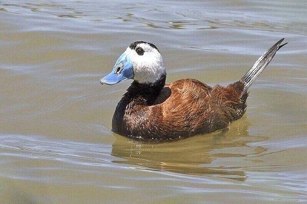 آذربایجان غربی بهشت پرندگان؛ اکوتوریسمی که غفلت می شود