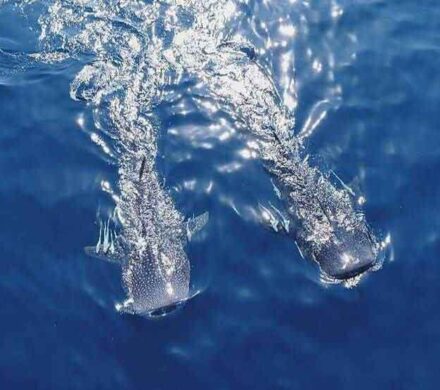 کوسه نهنگی در تور صیادان جاسکی