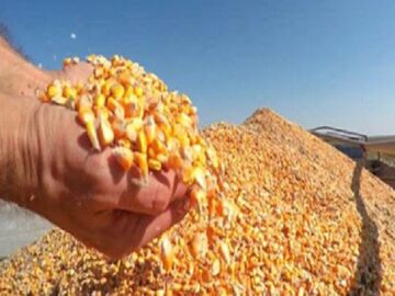 ذرت خریداری شده به زودی در مرغداریها توزیع میشود