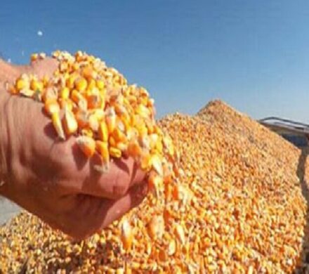 ذرت خریداری شده به زودی در مرغداریها توزیع میشود