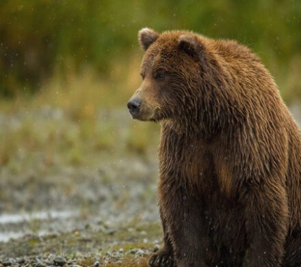 تصاویری زیبا از خرس قهوهای در جنگل بولا