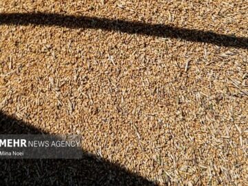 تخلیه ۶۶ هزار تُن گندم در بندر شهید رجایی آغاز شد