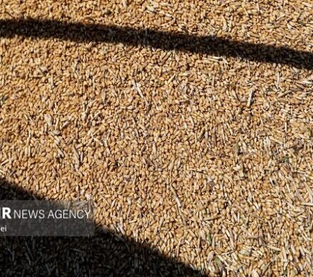 تخلیه ۶۶ هزار تُن گندم در بندر شهید رجایی آغاز شد