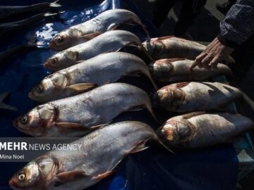 توسعه اقتصاد دریامحور با هدفگذاری تولید ۲.۶ میلیون تن محصولات آبزی