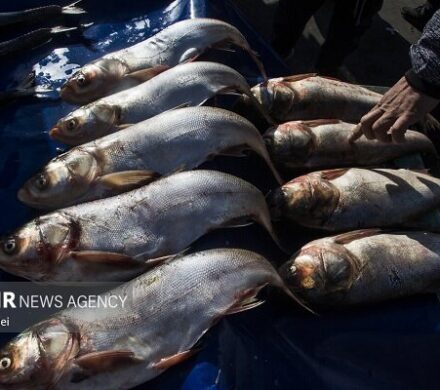 توسعه اقتصاد دریامحور با هدفگذاری تولید ۲.۶ میلیون تن محصولات آبزی