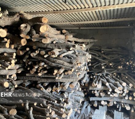 امسال ۳۱ استر هیزم جنگلی در میاندرود کشف شد