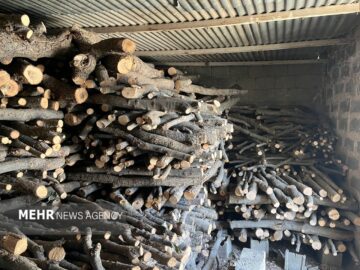 کلاگر: باند ۱۳ نفره قاچاق چوب در آمل متلاشی شد