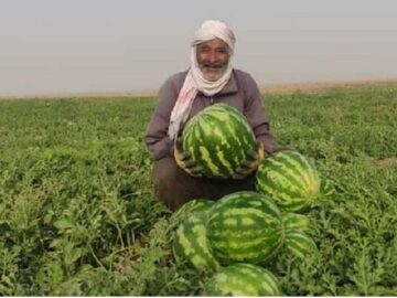 اوجگیری برداشت هندوانه پاییزه در جاسک
