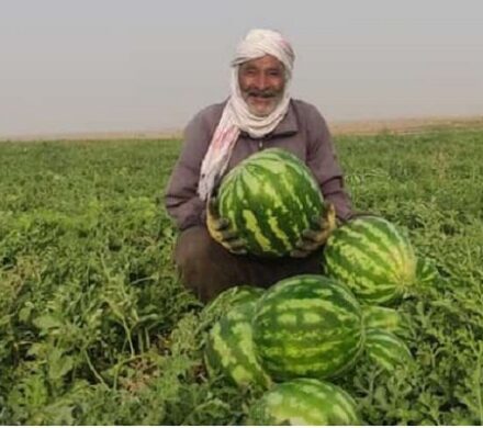 اوج‌گیری برداشت هندوانه پاییزه در جاسک