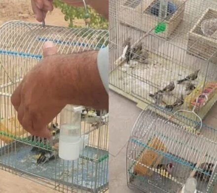 کشف محموله بزرگ سهره طلایی از یک شکارچی متخلف در مریوان