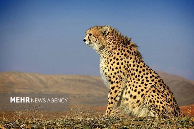 ثبت حضور ۲ قلاده یوزپلنگ آسیایی در سبزوار