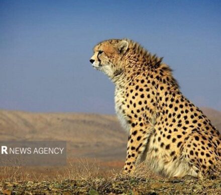 ثبت حضور ۲ قلاده یوزپلنگ آسیایی در سبزوار