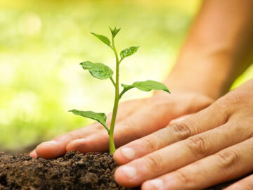 خانمحمدیان: احیای جنگلهای آسیبدیده از آتشسوزی در دره شهر آغاز شد