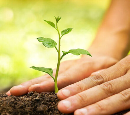 خانمحمدیان: احیای جنگلهای آسیبدیده از آتشسوزی در دره شهر آغاز شد